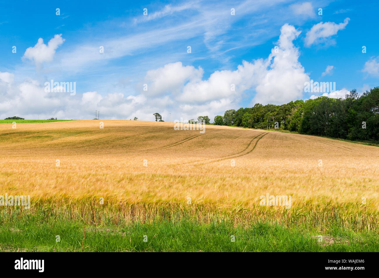 Ländliche Northumberland Sommerfarmszene. Ingram-Tal und Powburn-Gebiet Stockfoto