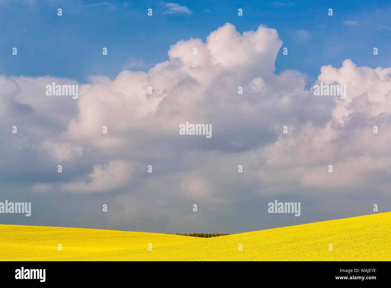Europa, Tschechische Republik, Südmähren. Hügeligen Gebiet der Gelbe Raps. Kredit als: Jim Nilsen/Jaynes Galerie/DanitaDelimont.com Stockfoto