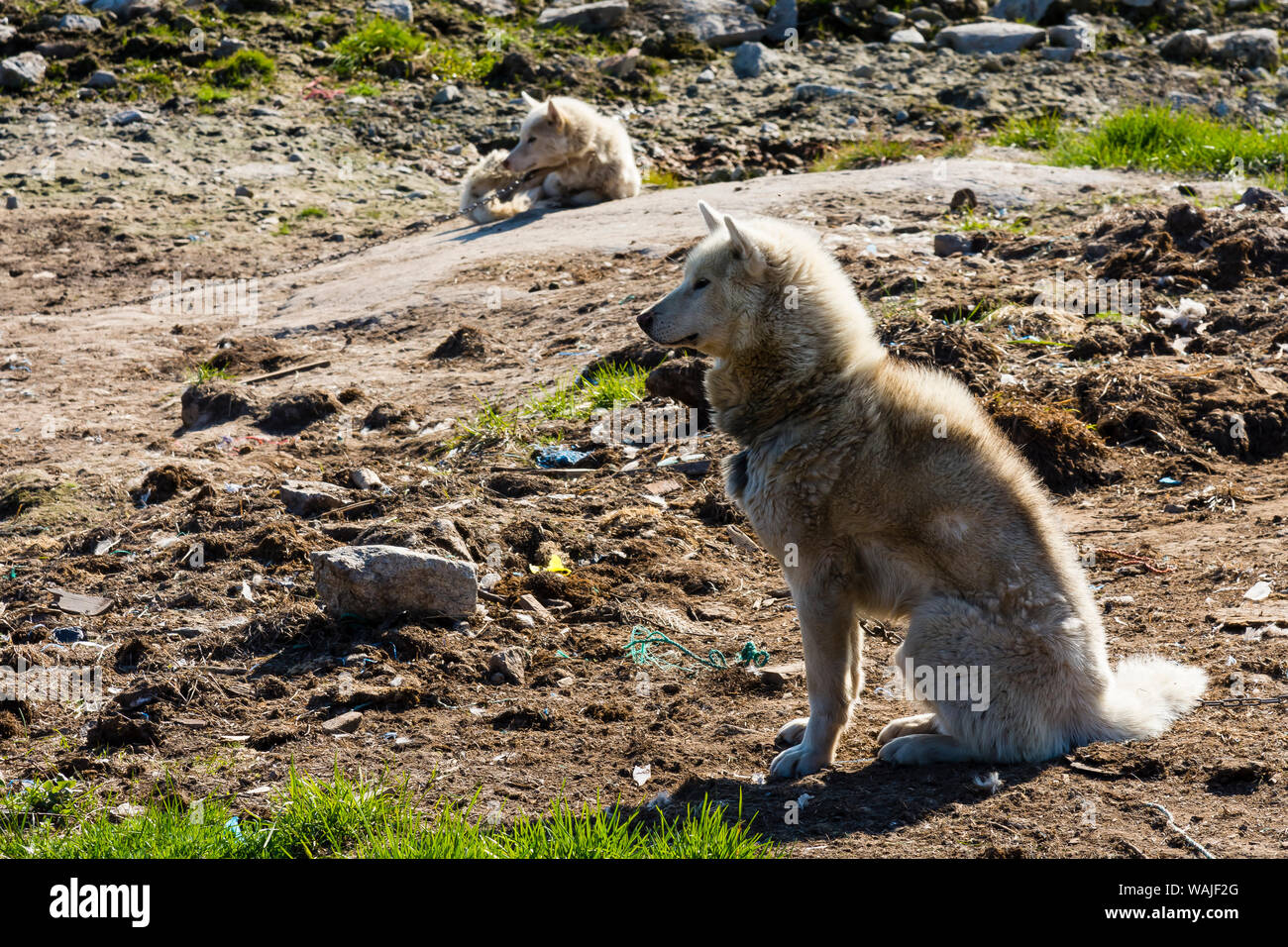 Grönland. Ilulissat. Schlittenhunde. Stockfoto