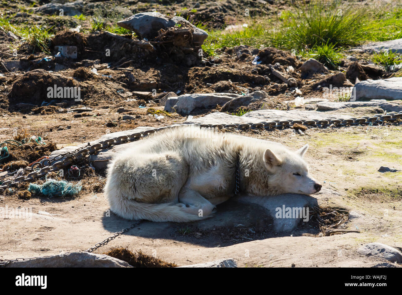 Grönland. Ilulissat. Sled Dog schlafen in der Sonne. Stockfoto