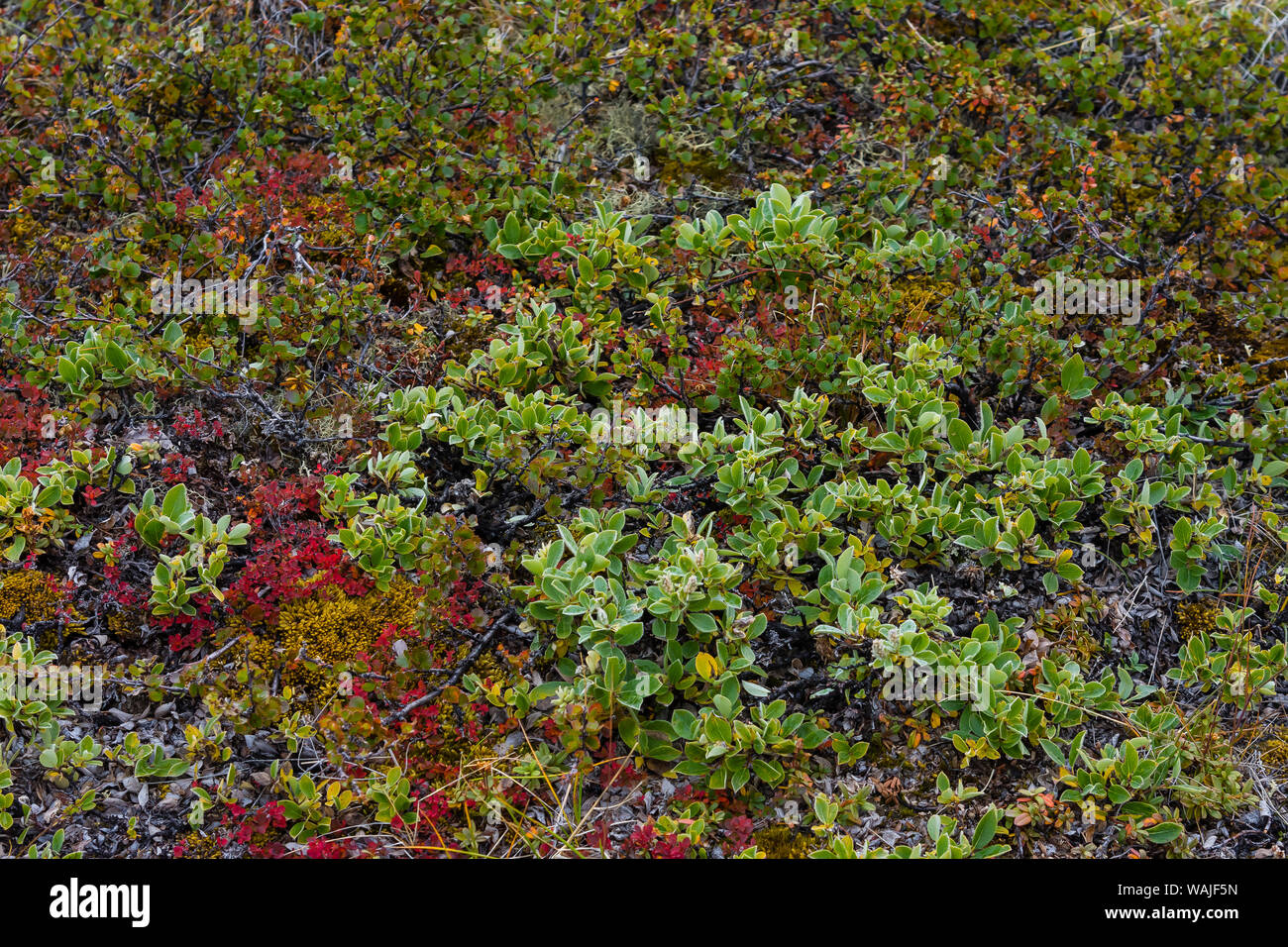 Grönland. Eqip Sermia. Zwerg Birke und Weide. Stockfoto