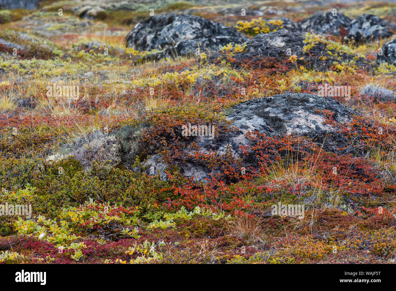 Grönland. Eqip Sermia. Felsen in der Zwerg Birke und Weide im Herbst Farbe bedeckt. Stockfoto