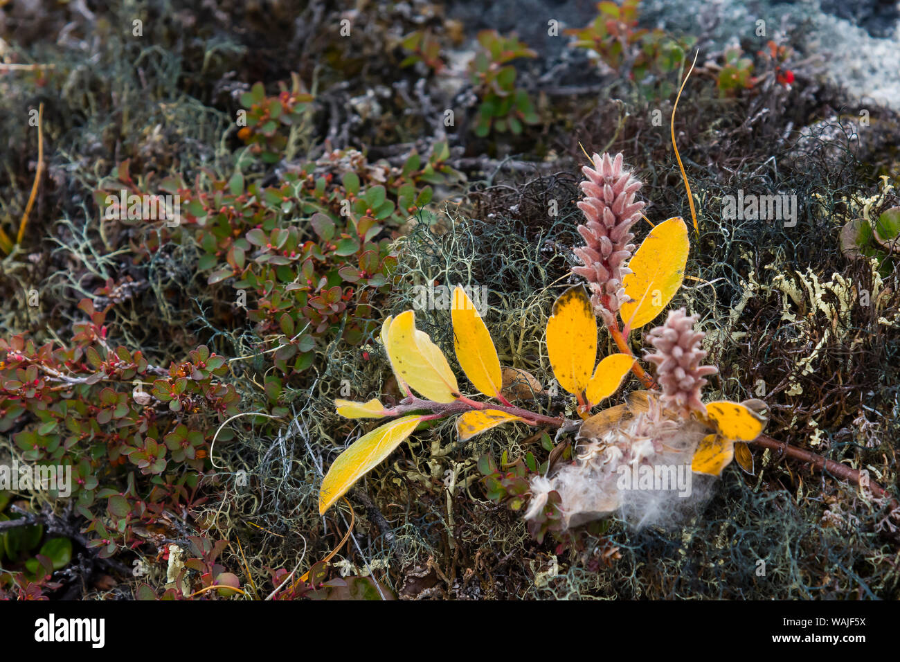 Grönland. Eqip Sermia. Krautweide und Flechten. Stockfoto
