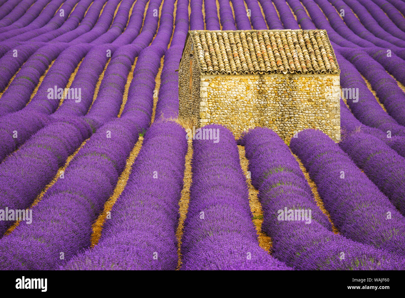 Frankreich, Provence, Plateau von Valensole. Lavendel Erntegut umgibt Hütte aus Stein. Kredit als: Jim Nilsen/Jaynes Galerie/DanitaDelimont.com Stockfoto
