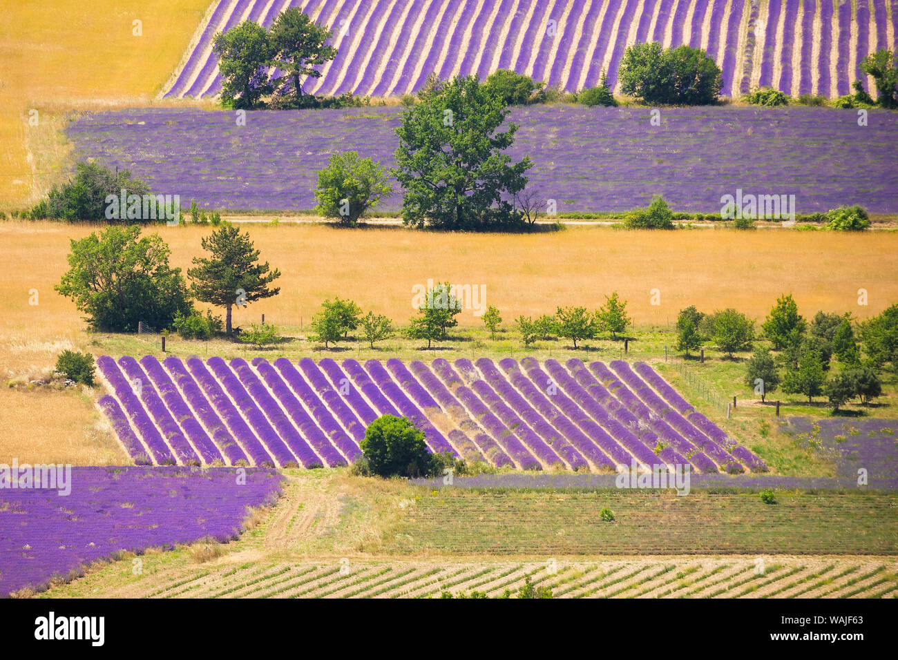 Frankreich, Provence, Sault Plateau. Überblick über Lavendel Erntegut Muster- und Weizenfeldern. Kredit als: Jim Nilsen/Jaynes Galerie/DanitaDelimont.com Stockfoto
