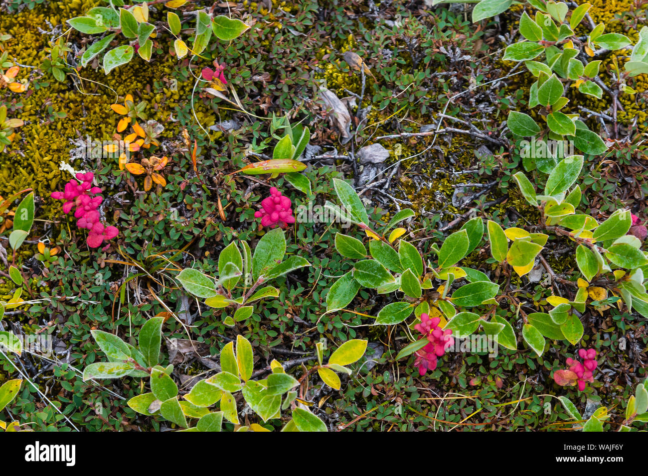 Grönland. Eqip Sermia. Krautweide und andere Tundra Pflanzen. Stockfoto