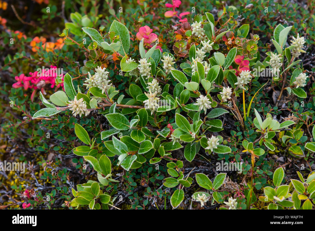Grönland. Eqip Sermia. Zwerg Willow. Stockfoto