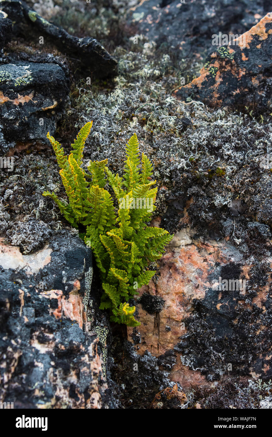 Grönland. Eqip Sermia. Rusty Woodsia wachsenden durch einen Spalt im Fels. Stockfoto