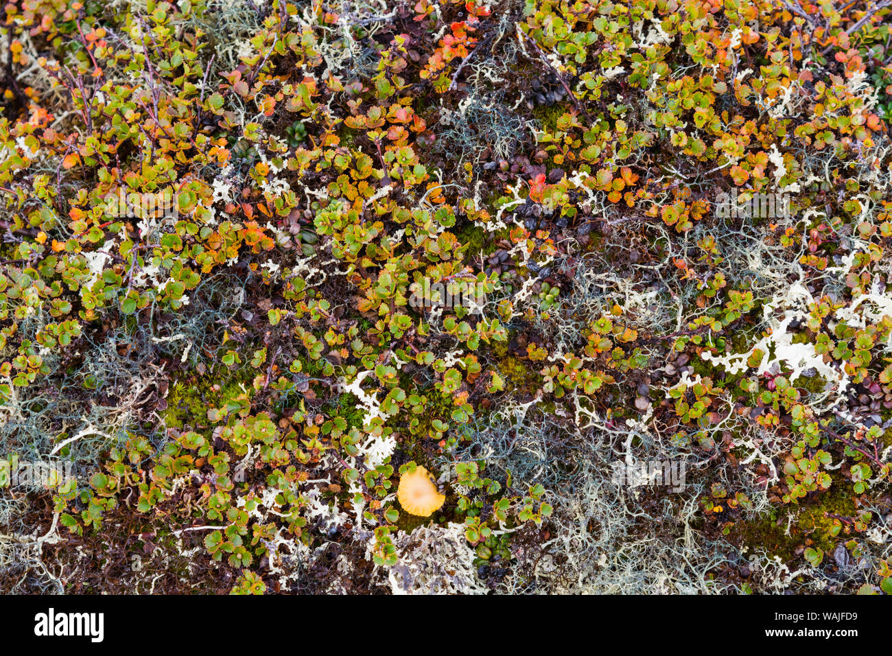 Grönland. Qeqertaq. Zwerg Birke und Flechten. Stockfoto