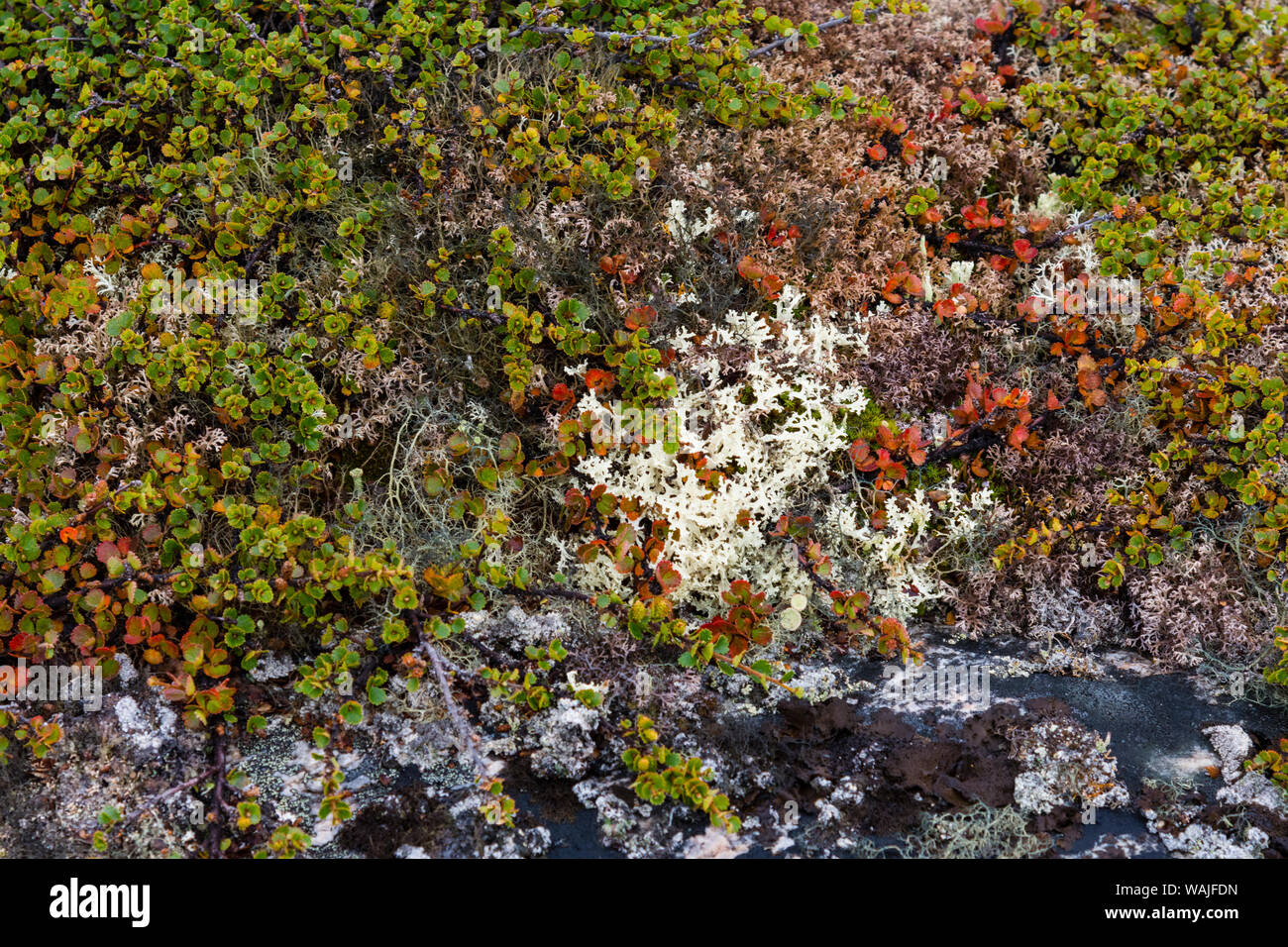 Grönland. Qeqertaq. Zwerg Birke und Flechten. Stockfoto