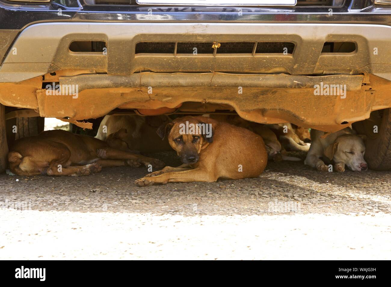 2015 - streunende Hunde sind reichlich in Freetown, Sierra Leone und man musste aufpassen, wohin man ging. Diese Hunde waren Entkommen aus der heißen Sommerhitze unter einem Fahrzeug Stockfoto