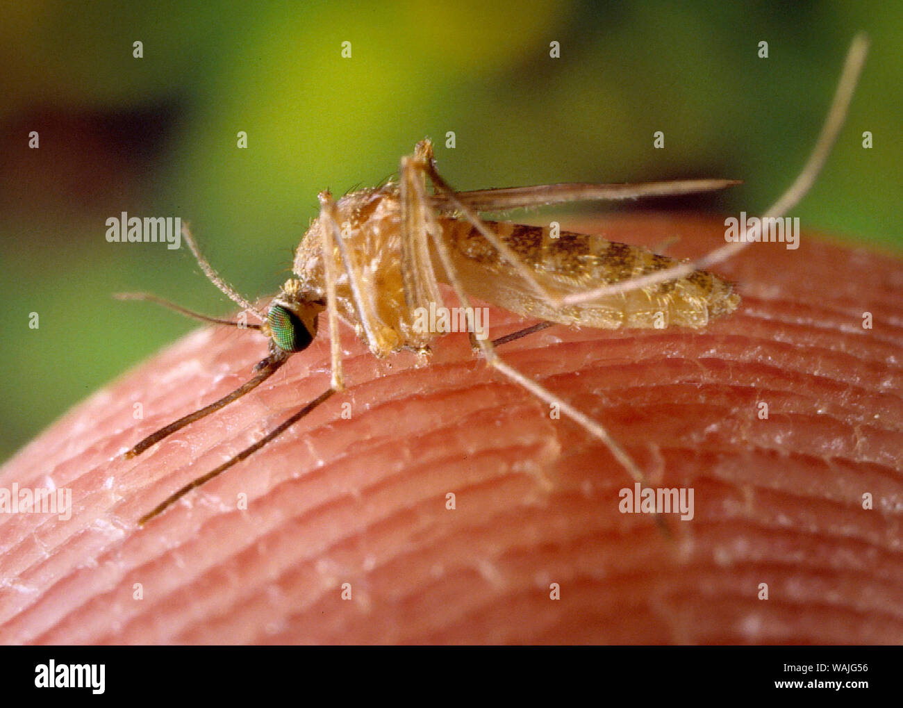 2001 - Dieses Bild zeigt eine Nahaufnahme links laterale Ansicht des Culex quinquefasciatus Moskito, die am Finger des Fotografen gelandet war, auf der Suche nach einer Blut essen von ihren menschlichen Wirt. C. quinquefasciatus ist ein Vektor mit dem arboviral Übertragung des West-Nil-Virus. Stockfoto