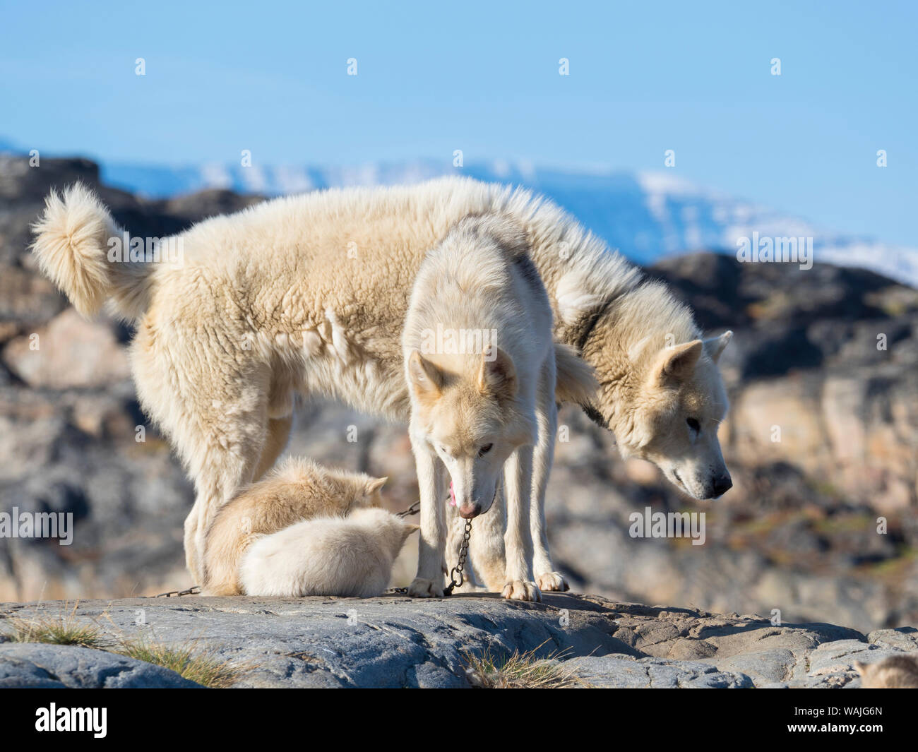 Schlittenhunde in der kleinen Stadt Uummannaq, Nordwesten Grönlands. Im Winter werden die Hunde immer noch als Hund teams Schlitten der Fischer zu ziehen. Stockfoto