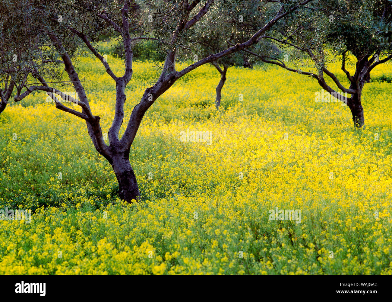 Griechenland. Olivenbäumen inmitten Wildblumen. Kredit als: Jim Nilsen/Jaynes Galerie/DanitaDelimont.com Stockfoto
