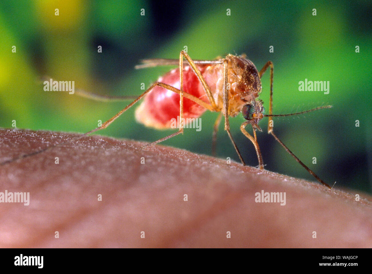 2001 - Dieses Bild zeigt eine Nahaufnahme rechts, anterior - Schrägansicht des Culex quinquefasciatus Moskito auf der Suche nach einer Blut essen von ihren menschlichen Wirt. In dieser Ansicht sind Sie in der Lage, zu sehen, dass das Insekt Bauch Rot gedreht hatte, jetzt mit Blut von seinem Host gefüllt. C. quinquefasciatus ist ein Vektor mit dem arboviral Übertragung des West-Nil-Virus. Stockfoto