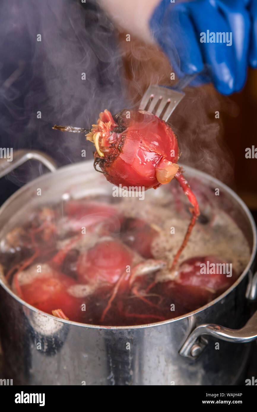 Frau Testen der Rüben zu sehen, wenn sie von ihnen stoßen mit einer Gabel gekocht sind, in der Vorbereitung für die Herstellung von Thunfischkonserven Eingelegte Rüben. (MR) Stockfoto