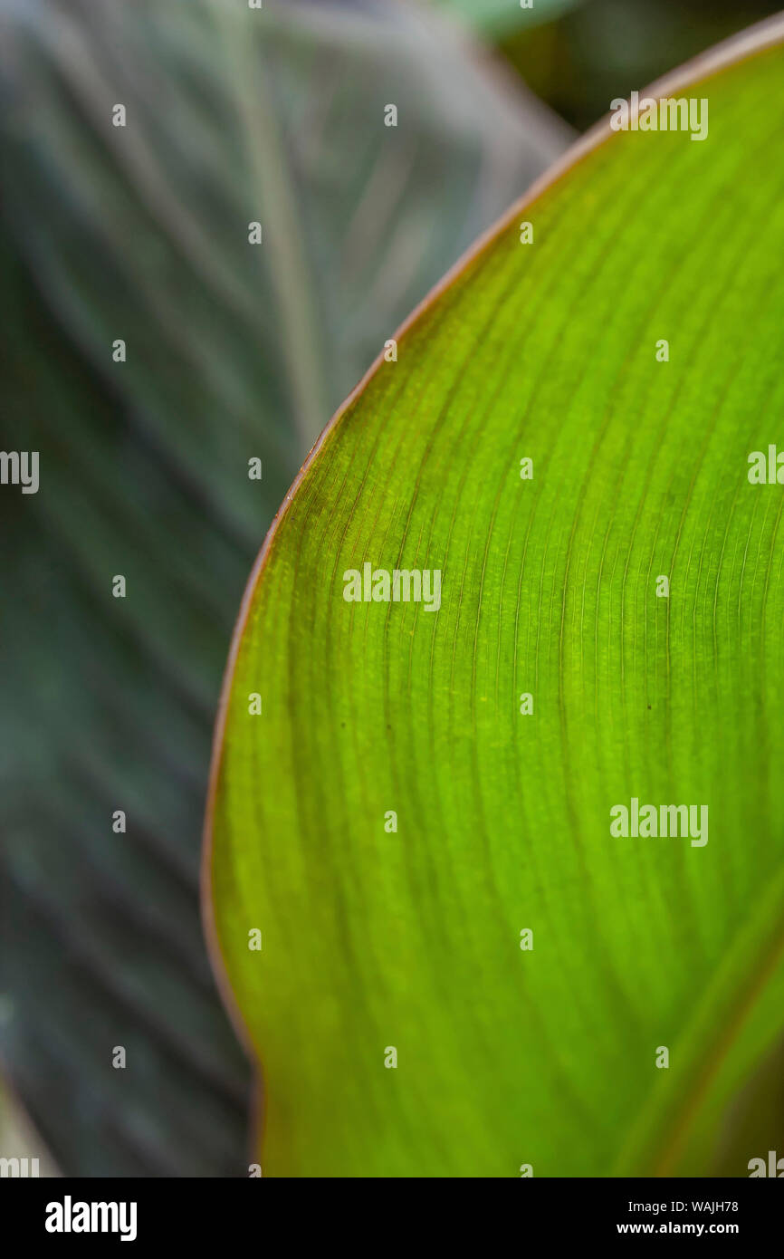 Canna Blatt close-up Stockfoto