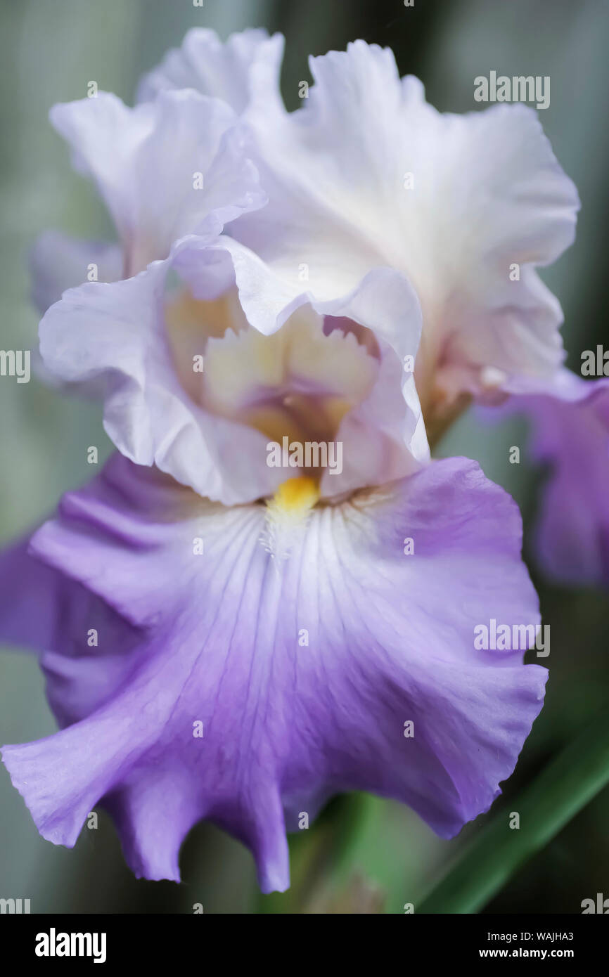Blass Lavendel bärtigen Iris Blüte Stockfoto