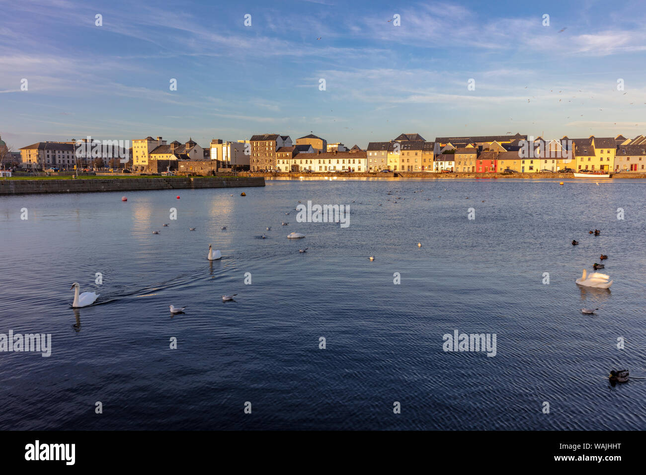 Schwäne im Claddagh am Fluss Corrib in Galway, Irland Stockfoto