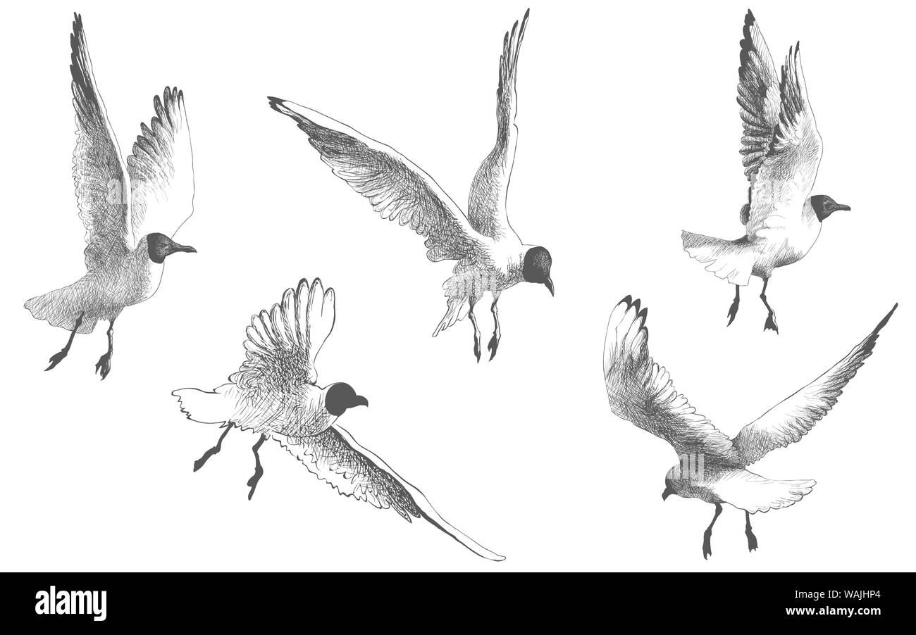 Vögel fliegen. Abbildung gezeichnet Stock Vektor