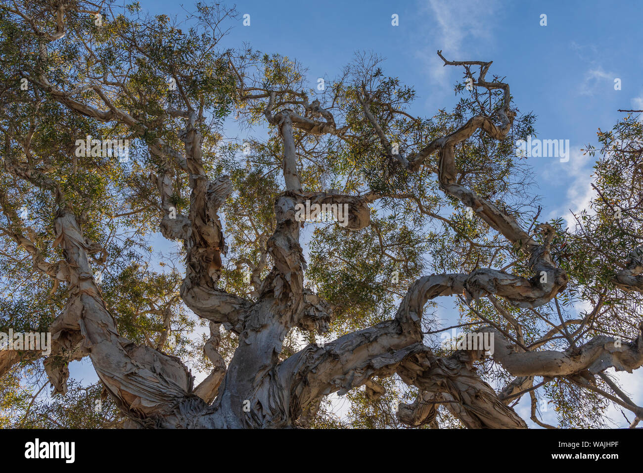 Knorrigen Glieder von ein Eukalyptusbaum shedding Rinde Stockfoto