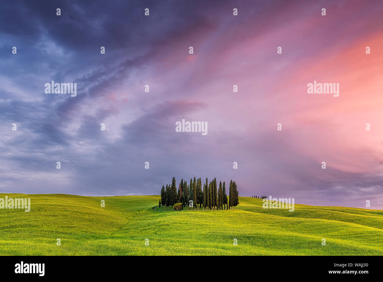Europa, Italien, San Quirico d'Orcia. Cypress Grove bei Sonnenuntergang. Kredit als: Jim Nilsen/Jaynes Galerie/DanitaDelimont.com Stockfoto