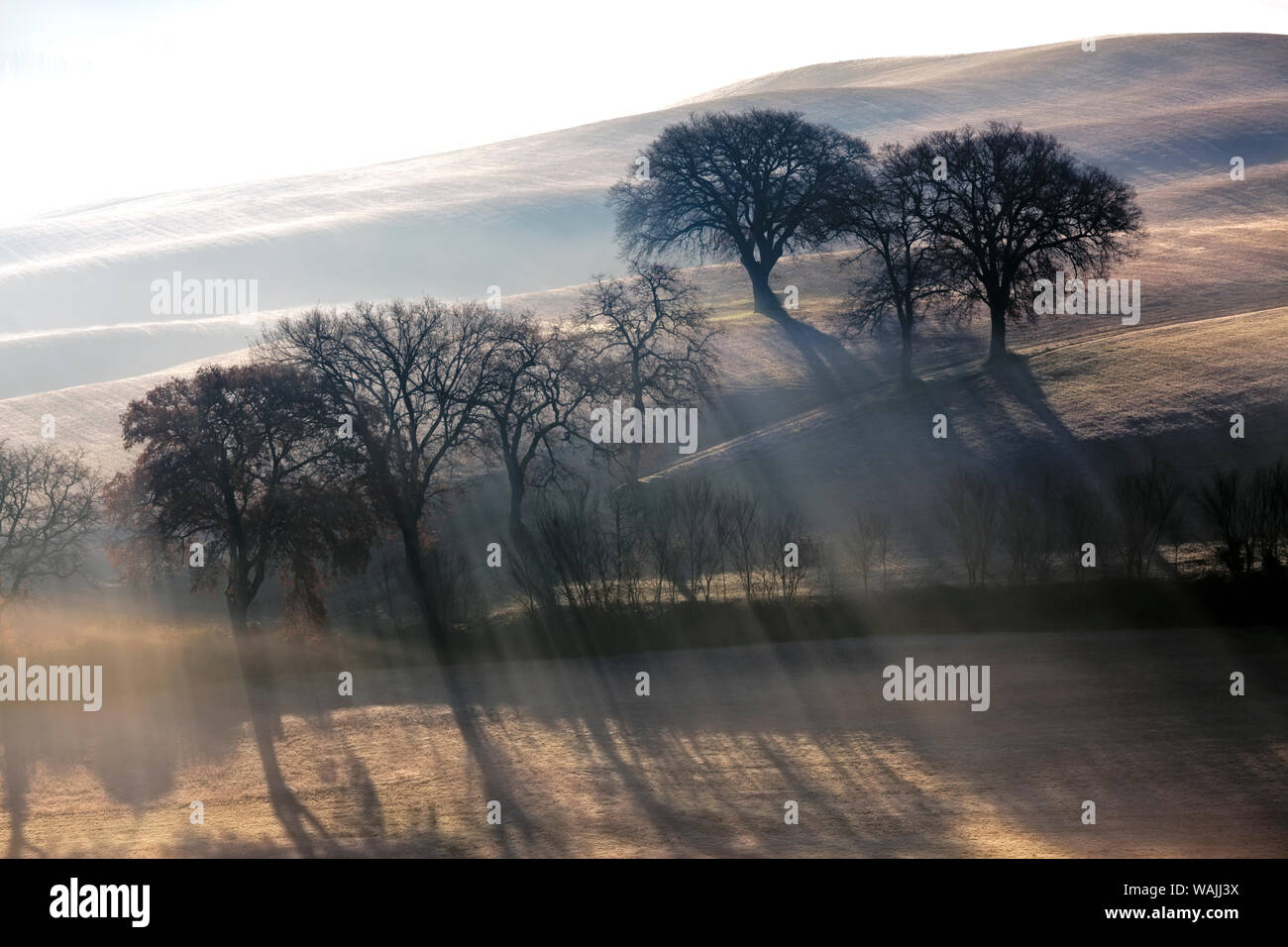 Europa, Italien, Val d'Orcia. Bäume im Nebel bei Sonnenaufgang. Kredit als: Jim Nilsen/Jaynes Galerie/DanitaDelimont.com Stockfoto