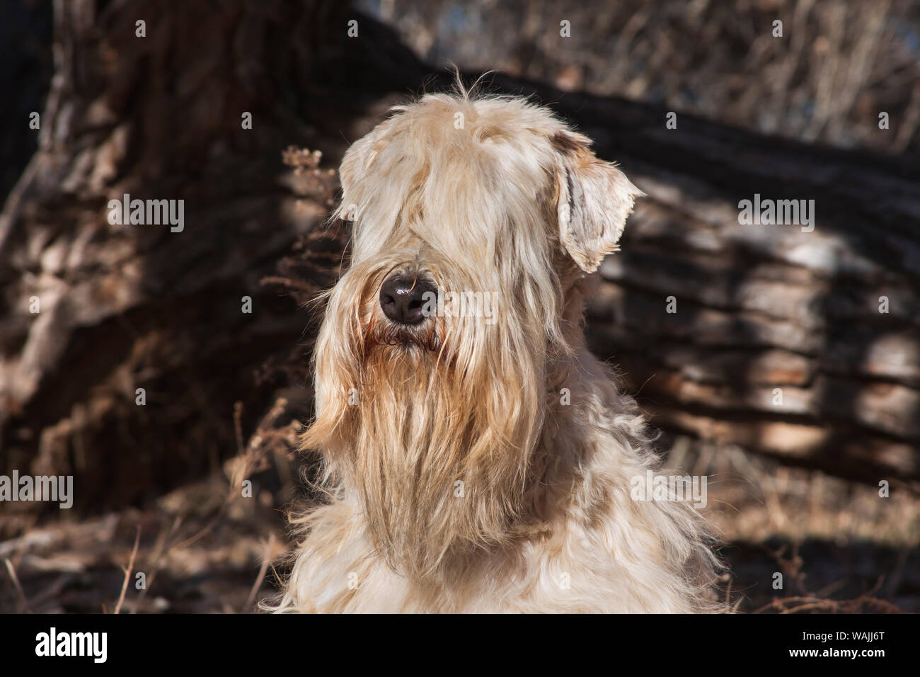 Wheaten Terrier Portrait (PR) Stockfoto