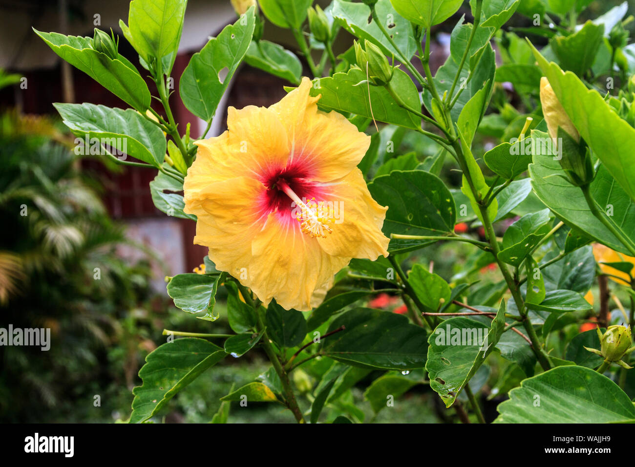 Kosrae, Mikronesien. Hibiskus Blume wächst auf Bush. Stockfoto