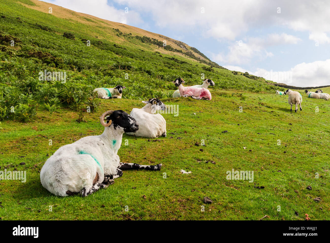 Auf Howgill oberhalb der Marktgemeinde Sedbergh im North Yorkshire National Park ruhen Schafe Stockfoto