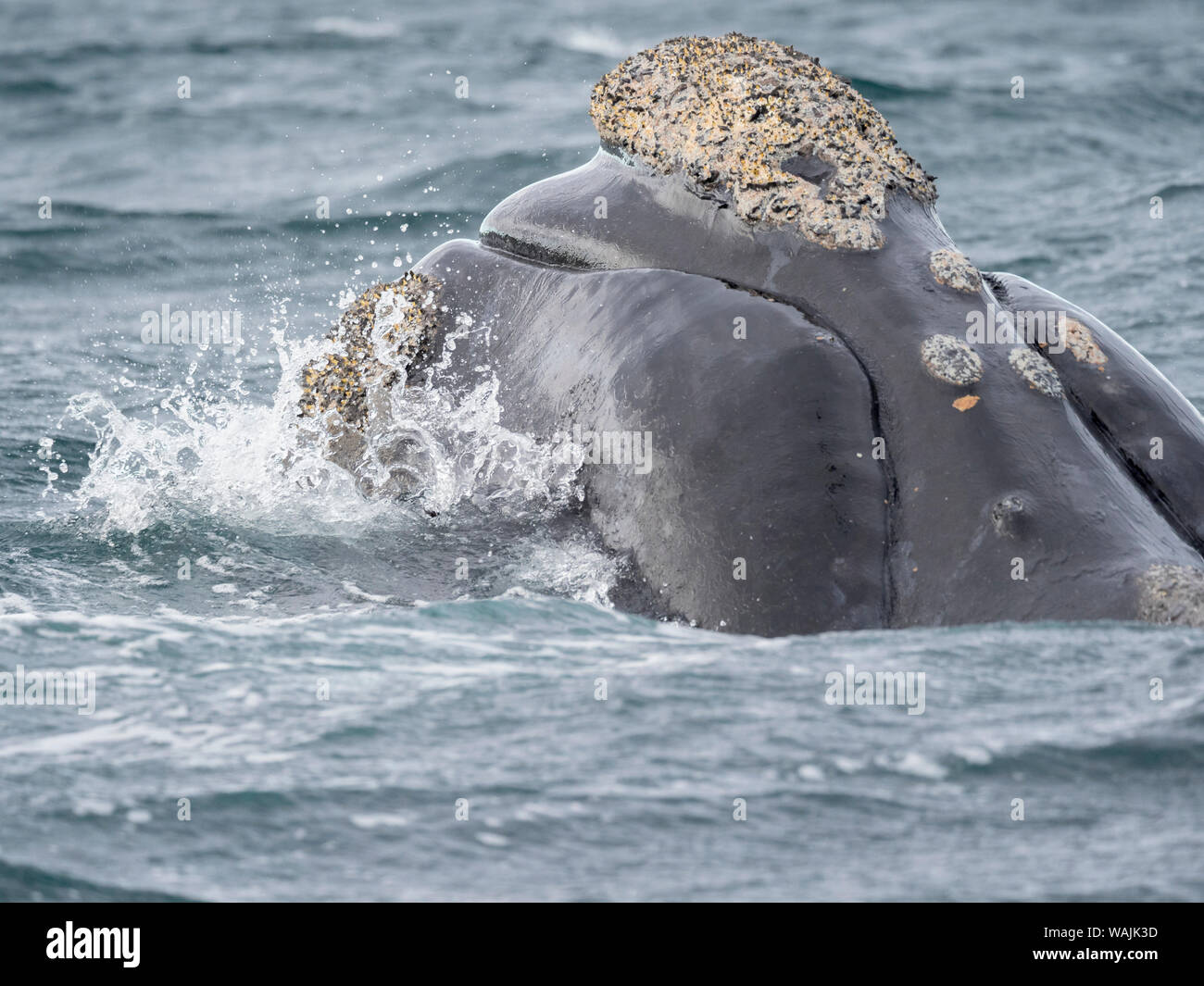 Südkaper (Eubalaena australis) in den Golfo Nuevo im Peninsula Valdes Valdes ist als UNESCO-Weltkulturerbe. Argentinien, Chubut, Valdes Stockfoto