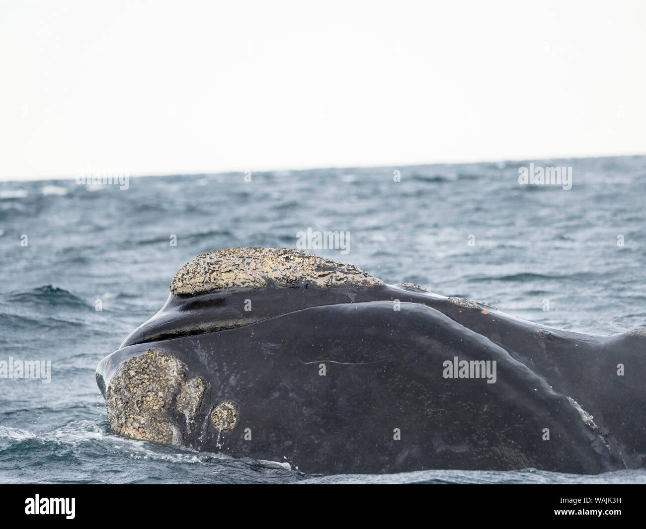 Südkaper (Eubalaena australis) in den Golfo Nuevo im Peninsula Valdes Valdes ist als UNESCO-Weltkulturerbe. Argentinien, Chubut, Valdes Stockfoto