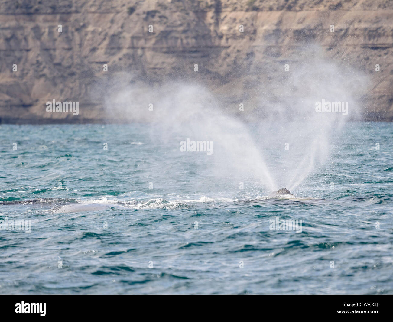 Südkaper (Eubalaena australis) in den Golfo Nuevo im Peninsula Valdes Valdes ist als UNESCO-Weltkulturerbe. Argentinien, Chubut, Valdes Stockfoto