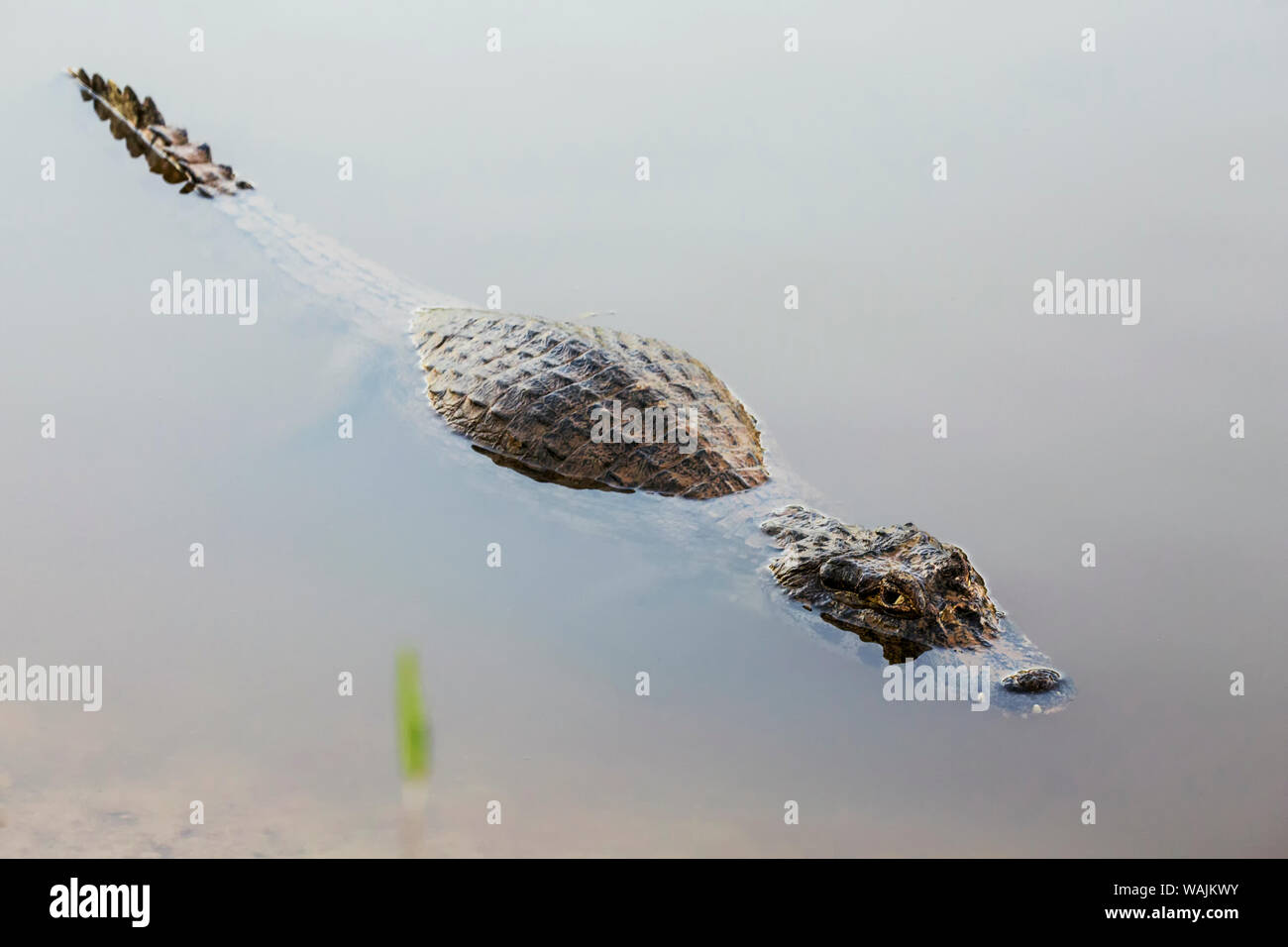 Pantanal, Mato Grosso, Brasilien. Caiman Yacare wartet auf Beute. Sie sind relativ klein, aber noch immer crocodilians erreichen Längen von 2-3 m. Stockfoto