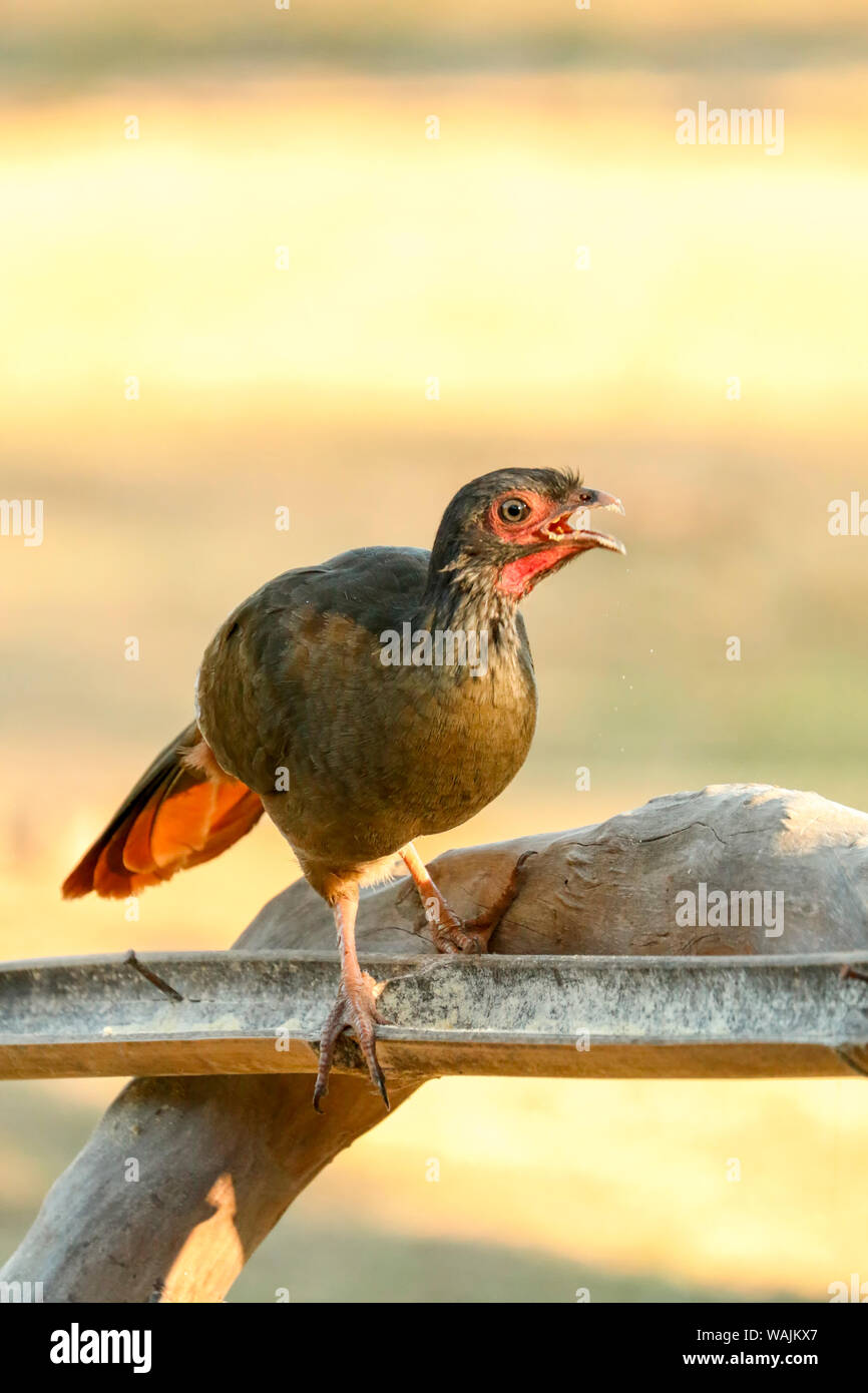 Pantanal, Mato Grosso, Brasilien. Chaco Chachalaca an einem birdfeeder in einem Baum. Stockfoto