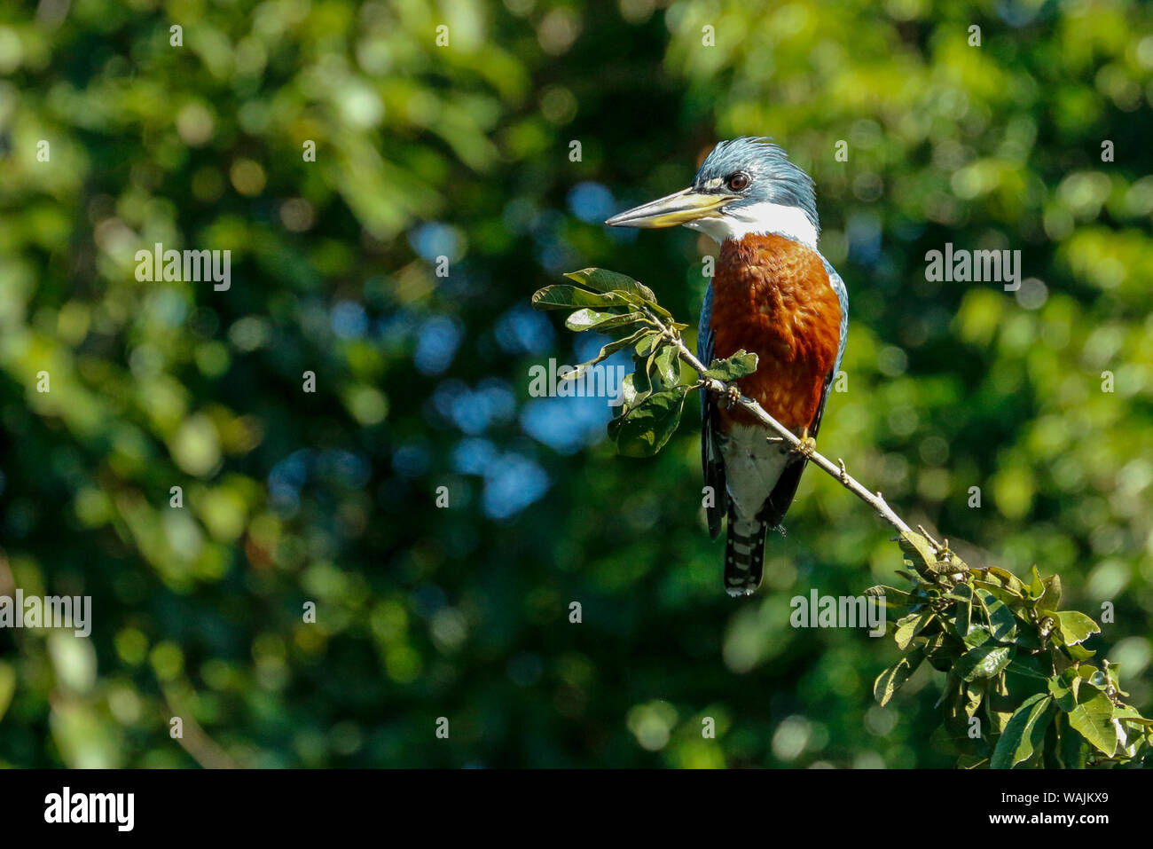 Pantanal, Mato Grosso, Brasilien. Beringt Kingfisher sitzen auf dem Baum. Stockfoto