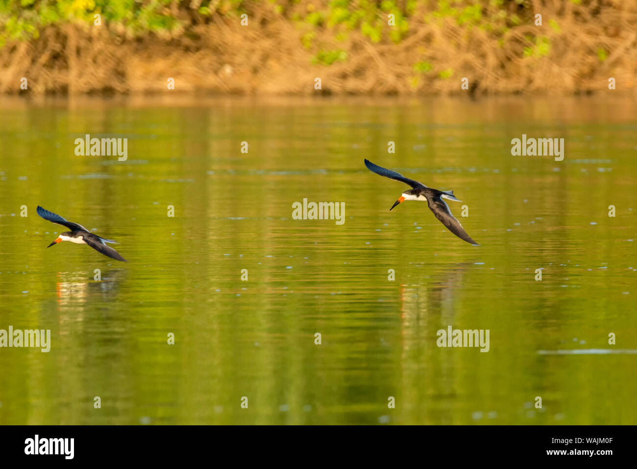 Pantanal, Mato Grosso, Brasilien. Zwei schwarze Schaumlöffel Fliegen in der Nähe der Wasser in der Lage sein, ihre Rechnung in das Wasser zu legen, einen Fisch zu fangen. Stockfoto