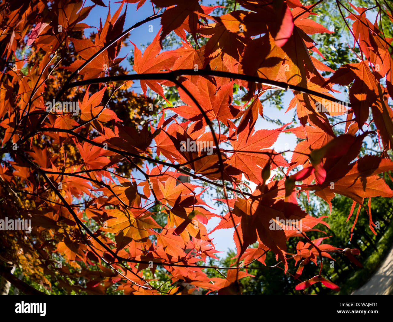 Rote Blätter der Ahorn Leuchten in den Strahlen der Sonne. Japanischer Ahorn Baum im Herbst. Ansicht von unten. Stockfoto