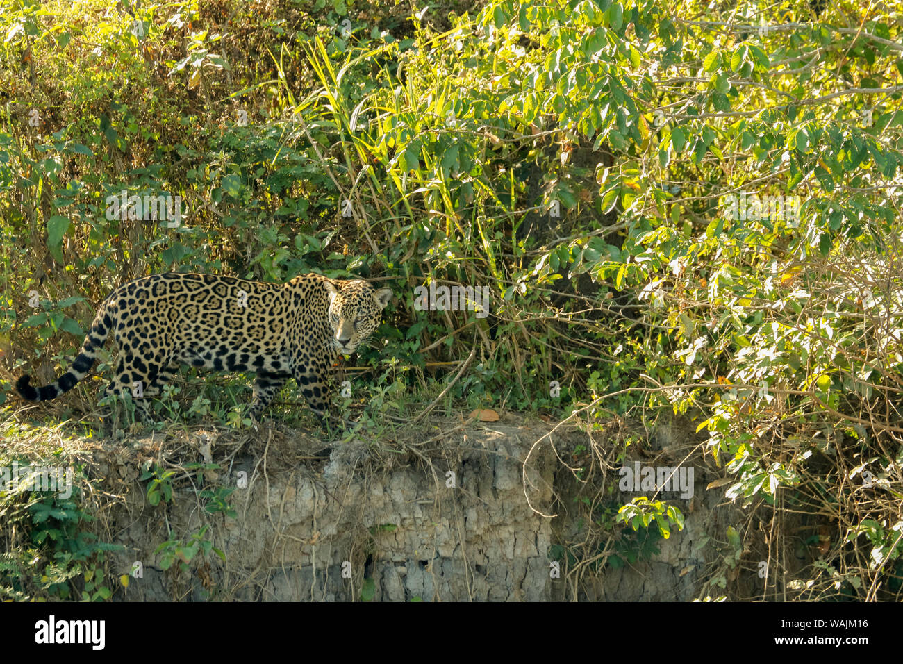 Pantanal, Mato Grosso, Brasilien. Jaguar auf der Suche nach der Nahrung sind, sehr in der Bürste am Ufer getarnt. Stockfoto
