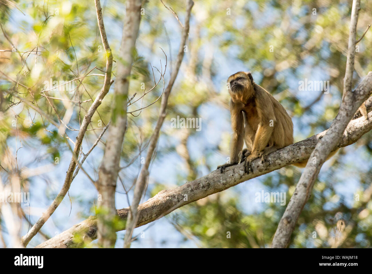 Pantanal, Mato Grosso, Brasilien. Weiblichen Schwarzen Brüllaffen (Alouatta caraya). Stockfoto