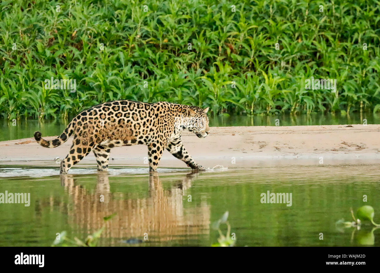 Pantanal, Mato Grosso, Brasilien. Jaguar das Waten im seichten Wasser, wie es zwischen den Sandbänken auf der Cuiaba Fluss überquert. Gemeinsame Wasserhyazinthen erstellen Dicke grüne Laub entlang der Sandbank. Stockfoto