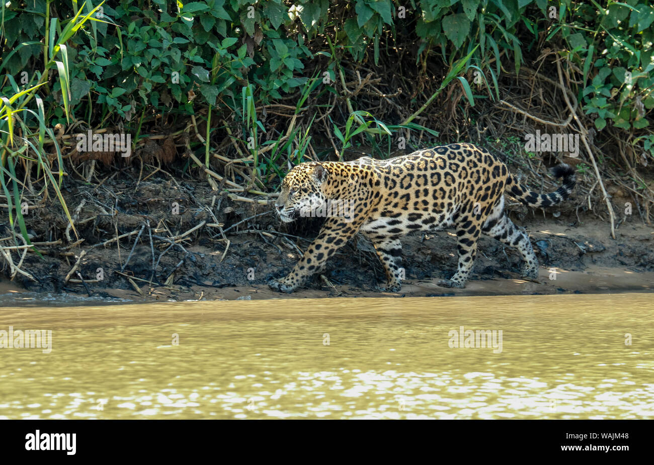 Pantanal, Mato Grosso, Brasilien. Mutter Jaguar auf der Jagd nach Caiman Yacare für sich und zwei Jungen, entlang der Cuiaba River. Stockfoto