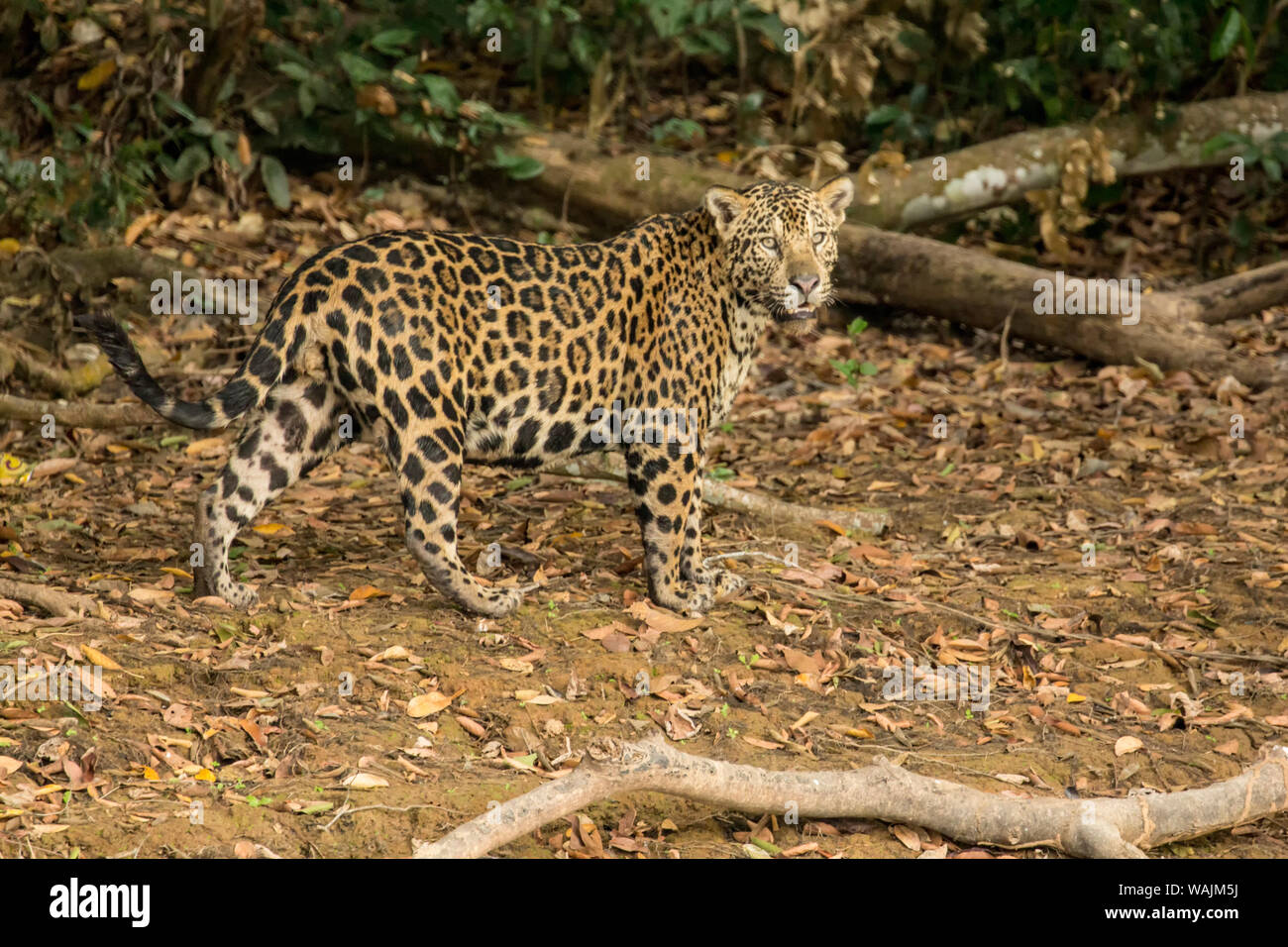 Pantanal, Mato Grosso, Brasilien, Südamerika. Jaguar am Ufer auf der Suche nach Nahrung. Stockfoto