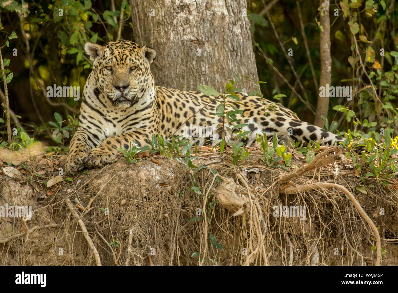 Pantanal, Mato Grosso, Brasilien, Südamerika. Jaguar ruht auf dem Ufer Mitte Tag Stockfoto
