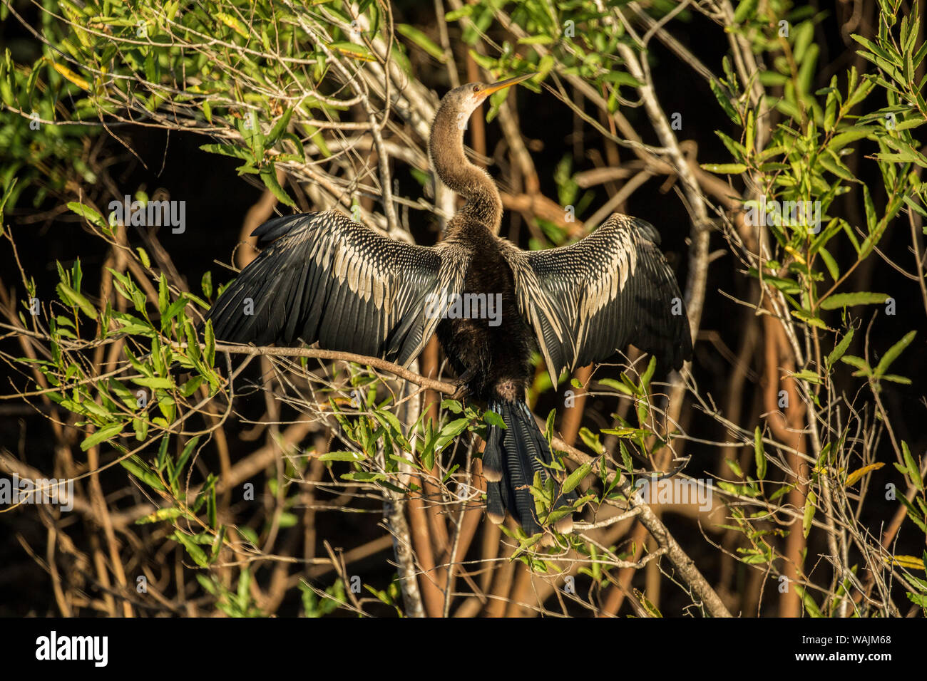 Pantanal, Mato Grosso, Brasilien, Südamerika. Anhinga mit ausgebreiteten Flügeln zu Solar Energie absorbieren. Stockfoto