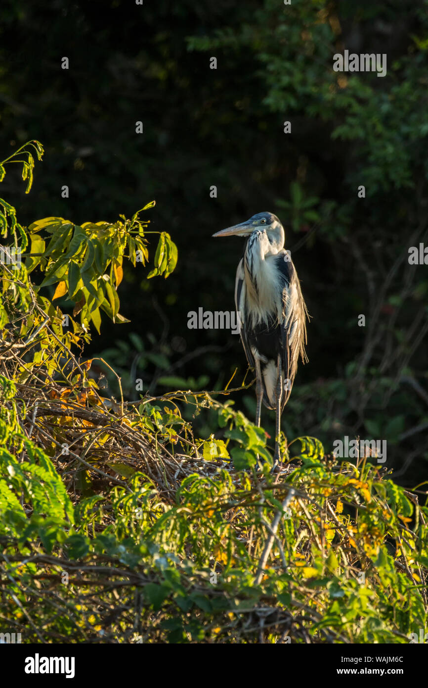 Pantanal, Mato Grosso, Brasilien, Südamerika. Cocoi Heron thront auf einem Baum bei Sonnenuntergang. Stockfoto