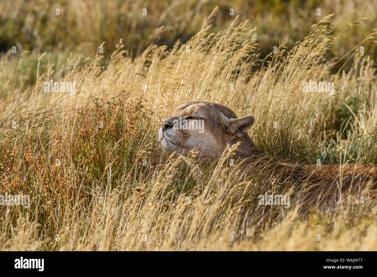 Chile, Torres del Paine Nationalpark. Puma sitzt im hohen Gras entspannt. Stockfoto