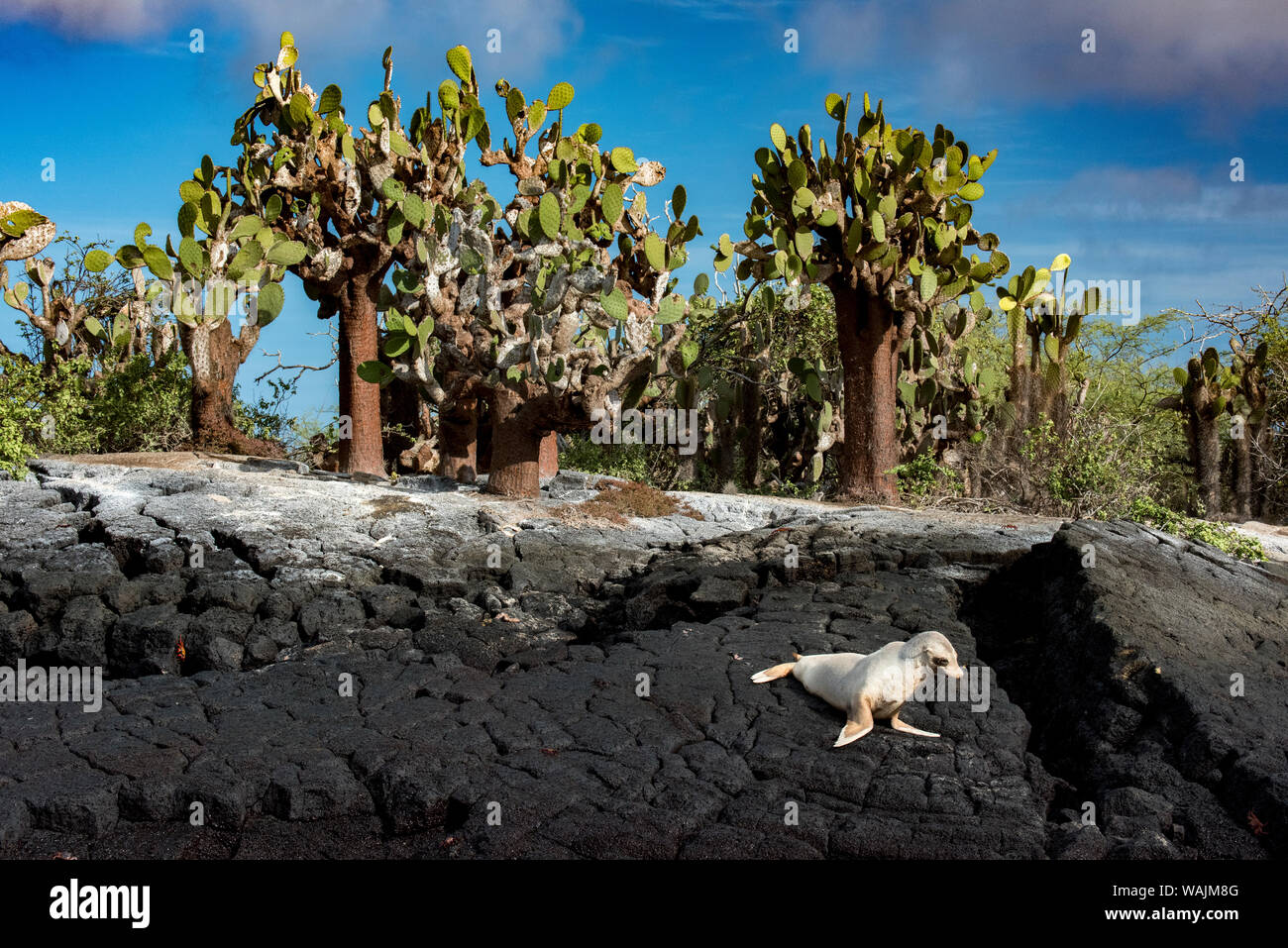 Ecuador, Galapagos Inseln. White Morph Galapagos sea lion. Stockfoto