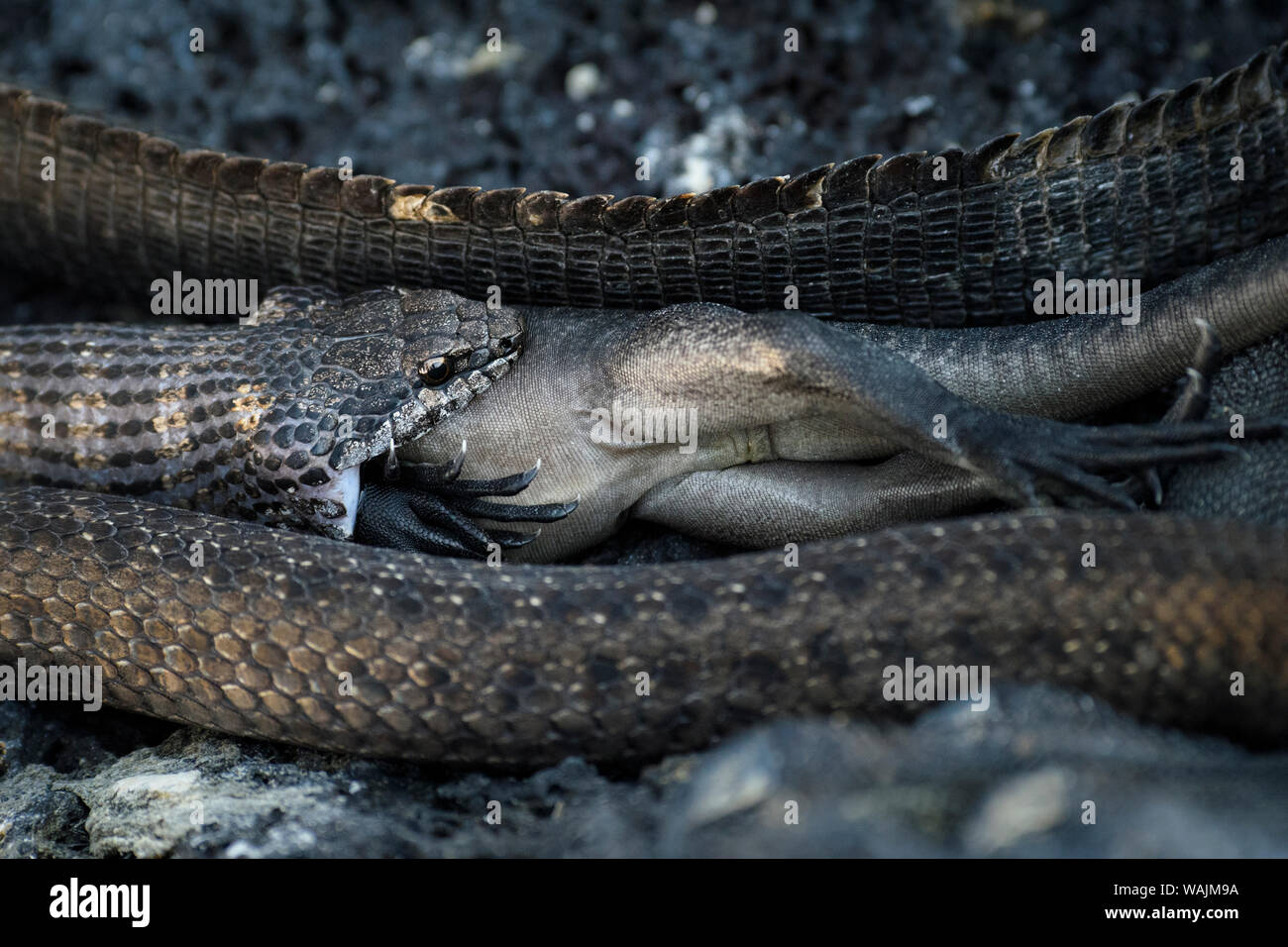 Ecuador, Galapagos Inseln, Fernandina Insel. Galapagos Racer snake Schlucken eine juvenile Marine iguana. Stockfoto