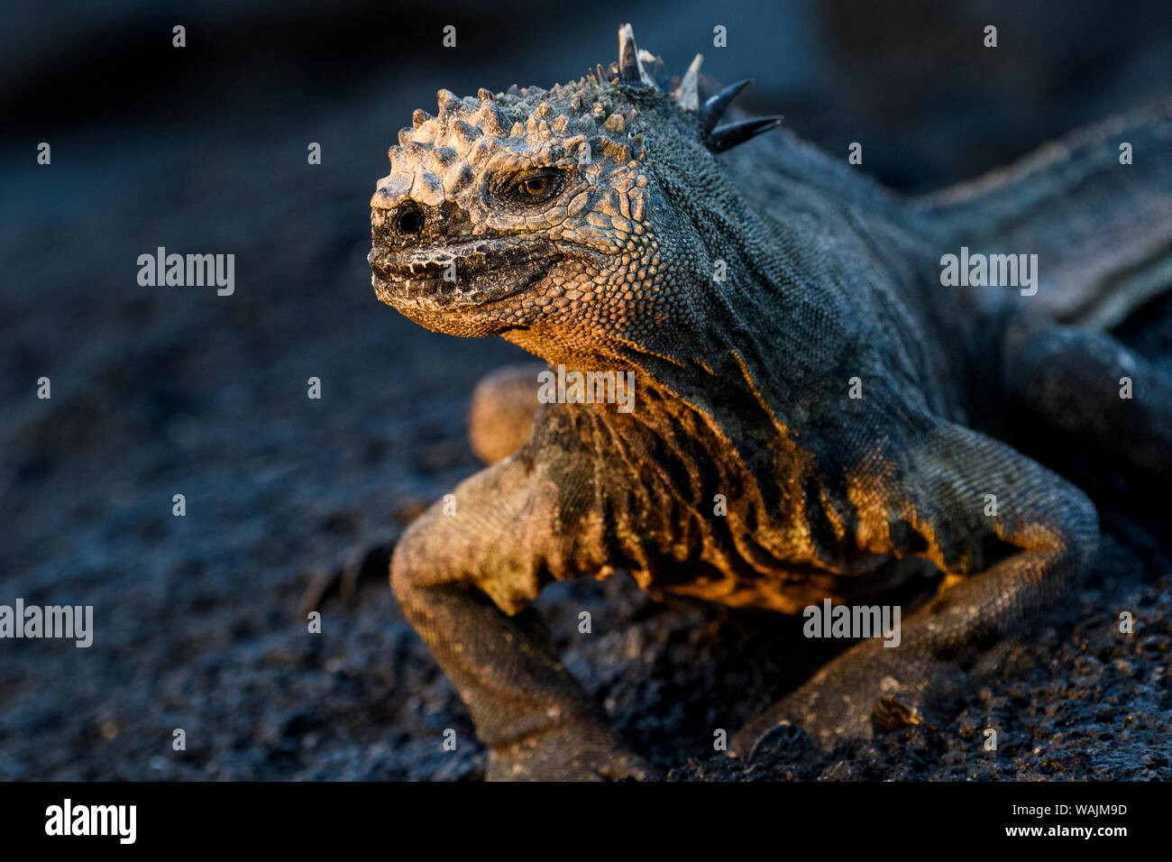 Ecuador, Fernandina Insel, Espinosa Point. Marine iguana Portrait. Stockfoto